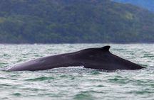 Combo Tour Marino Ballena National Park