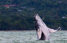 Combo Tour Marino Ballena National Park