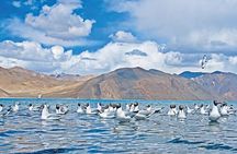 Pangong Delights: A Memorable Day Excursion from Leh