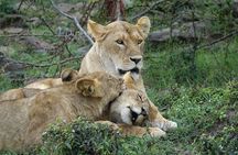 3 Day Masai Mara Budget Joining Safari on 4×4 - Daily Departures