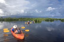Manatees and Mangrove Tunnels Small Group Kayak Tour
