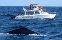 Full-day Whale watching Tour in Samana Bay from Punta Cana
