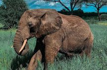 Full Day Private Safari - Tarangire National Park