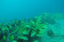2 Tank Reef Dive in Mexico