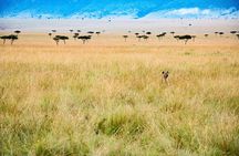 6 days the best of Tanzania private safari