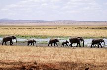 6 days the best of Tanzania private safari