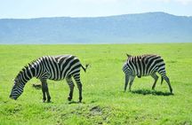 5-Day Ngorongoro Crater and Lake Manyara Safari from Arusha