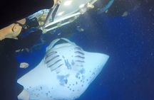 Small-Group Manta Ray Night Snorkel from Kona