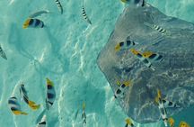 Mo'orea Half Day Private Tour with Snorkeling and Cruising the Lagoon 