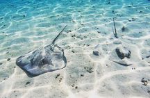 Mo'orea Half Day Private Tour with Snorkeling and Cruising the Lagoon 
