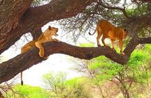 8 days Kenya highlights safari starting from Nairobi.