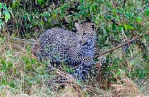 7 Days Tsavo East, Taita, Amboseli & Sanctuary Safari.