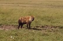 4 Days Safari to Lake Nakuru N/P and Maasai Mara N/R