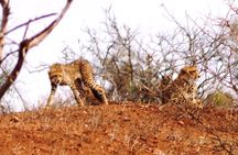 Economic 1-Day Kruger Safari from Maputo