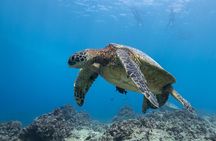 Turtle Canyon Waikiki Snorkel Adventure