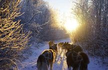 Dog Sled Tour and Husky Cuddles