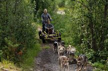 Dog Cart Tour and Puppy Cuddles 