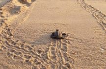 Guided Tour with Horseback Riding and Bioluminescence in Puerto Escondido