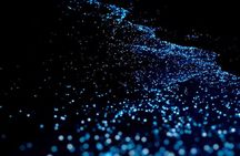 Guided Tour with Horseback Riding and Bioluminescence in Puerto Escondido