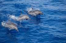 The Jewel of Muscat Sea, Daymaniyat Islands