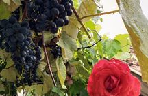 Private Tour to Serra Gaucha Wineries with Tasting