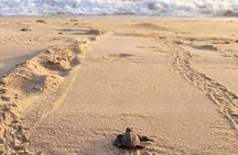 Private tour to release turtles with tickets included