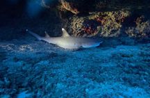 Certified Diver: 2-Tank Night Dive