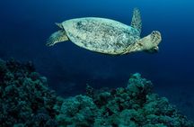Certified Diver: 2-Tank Night Dive