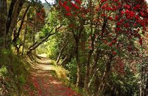 Kaflani Day Hike - Mussoorie 
