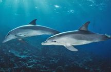Private Dolphin Tour and Snorkeling at Mnemba Island reef
