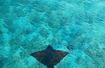 Private Dolphin Tour and Snorkeling at Mnemba Island reef