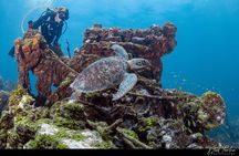 Aruba Guided Night Dive Adventure: Shallow Reefs or Shipwrecks
