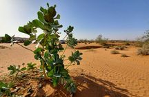 Agadir Jeep Safari Desert Day Trip including Lunch & camel ride 