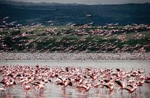 4-Day Group 4×4 Safari to Masai Mara & Lake Nakuru with Pick-Up