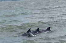 90-Minute Private Dolphin Tour in Hilton Head Island 