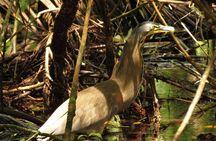 One Day Tour To Térraba-Sierpe Mangrove By Boat From Sierpe