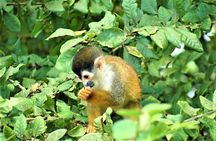 One Day Tour To Térraba-Sierpe Mangrove By Boat From Sierpe