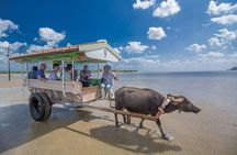 Iriomote Island 1 Day Canyoning & Yubu Island Sightseeing