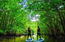 Okinawa Iriomote Mangrove SUP or Canoe Tour