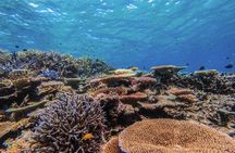 Iriomote Island 1-Day Snorkeling & Mangrove SUP or Canoe