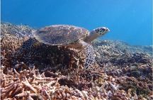 Okinawa Iriomote Snorkeling Tour at Coral Island 