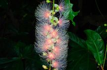 Night Tour in Iriomote: Watch the One-Night Flower “Sagari-bana”