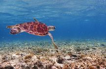[Ishigaki]Mangrove SUP/Canoe + Blue Cave Snorkeling