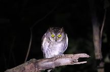Okinawa Ishigaki Island Night Starry sky and Jungle night tour