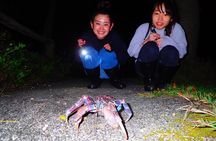 Okinawa Ishigaki Island Night Starry sky and Jungle night tour