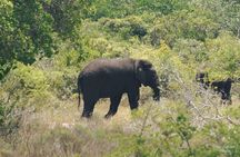 Economic 1Day Maputo Special Reserve Safari(Maputo National Park)