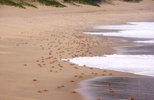 Economic 1Day Maputo Special Reserve Safari(Maputo National Park)