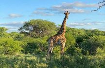 Pilanesberg Full Day Safari Experience