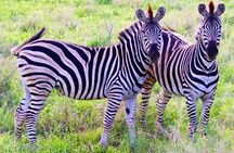 Pilanesberg Full Day Safari Experience