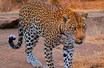 Pilanesberg Full Day Safari Experience